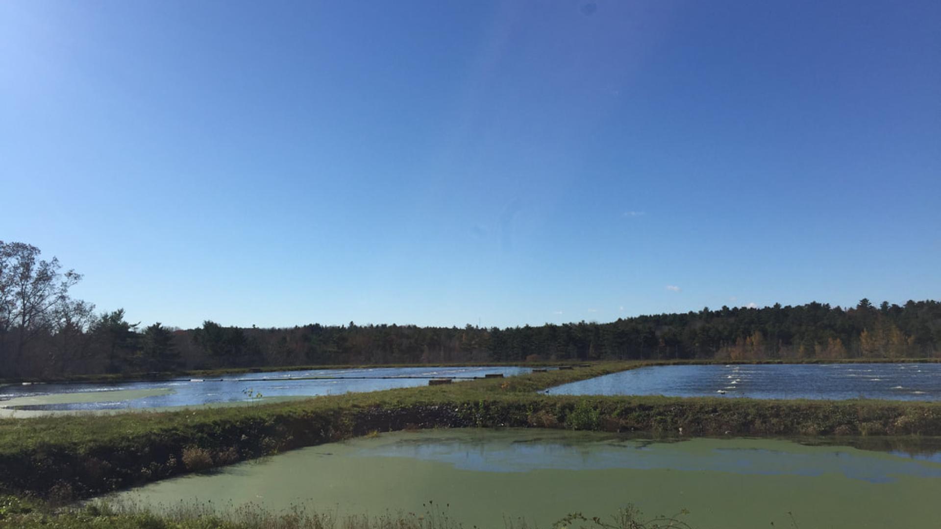 Photo of Mahone Bay's sewage treatment lagoons
