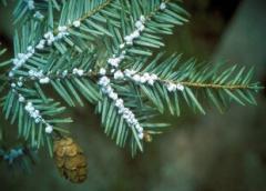 Hemlock branch with small white woolly adelgids and a pine cone.
